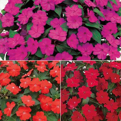 サンパチェンス(R) ビビッドカラー 3種セット 5月お届け