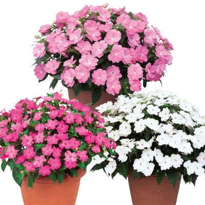 サンパチェンス(R) キュートカラー 3種セット 5月お届け