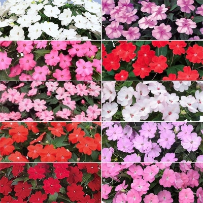 プレゼント付き サンパチェンス(R) オールスター 10種セット 5月お届け