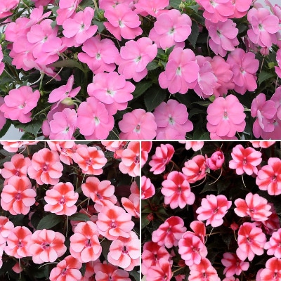 サンパチェンス(R) 2023年春の新色 3種セット 4月お届け