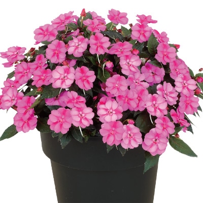 サンパチェンス(R) パープルキャンディー 5月お届け