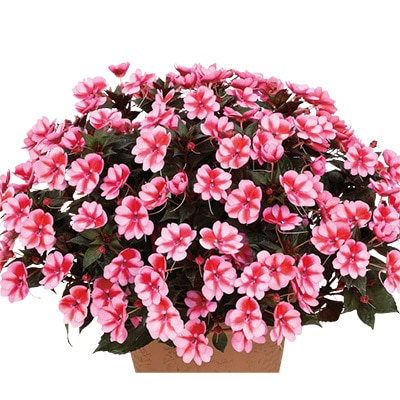 サンパチェンス(R) レッドキャンディー 4月お届け