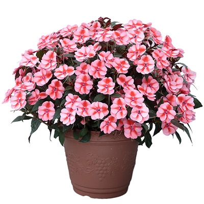 サンパチェンス(R) ピーチキャンディー 5月お届け