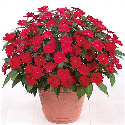 サンパチェンス(R) レッド 6月お届け