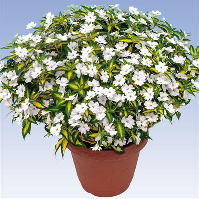 サンパチェンス(R) スプラッシュホワイト(R) 4月お届け