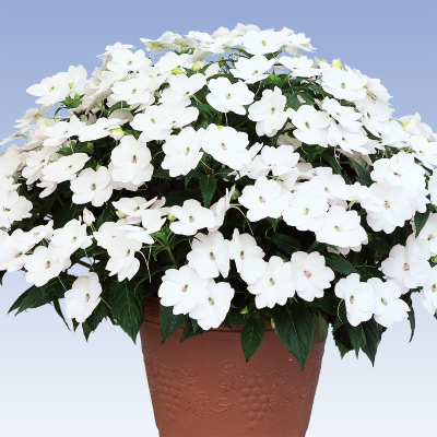 サンパチェンス(R) ホワイト （ver.2） 4月お届け