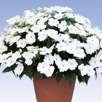 サンパチェンス(R) ホワイト （ver.2） 6月お届け