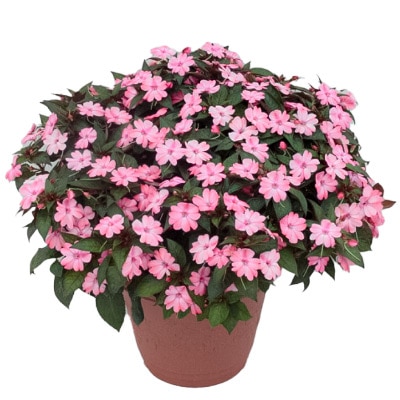 サンパチェンス(R) ブラッシュピンク 6月お届け