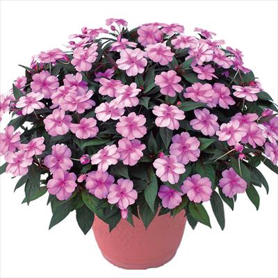 サンパチェンス(R) ラベンダースプラッシュ 6月お届け