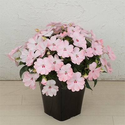 サンパティオ（R) ブラッシュピンク 5月お届け