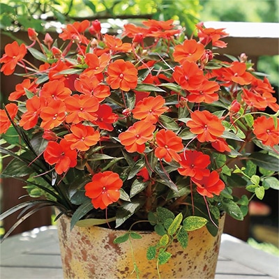 サンパティオ（R) オレンジ 4月お届け