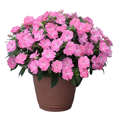 サンパチェンス（R） プリティピンク