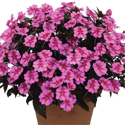 サンパチェンス（R） パープルキャンディー