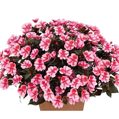 サンパチェンス（R） レッドキャンディー