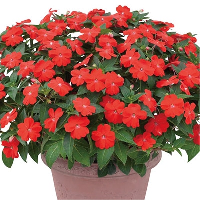 サンパチェンス（R） オレンジ