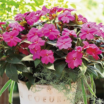 サンパティオ（R） パープル（ver.2）