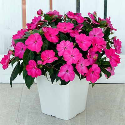 サンパティオ（R)ローズピンク