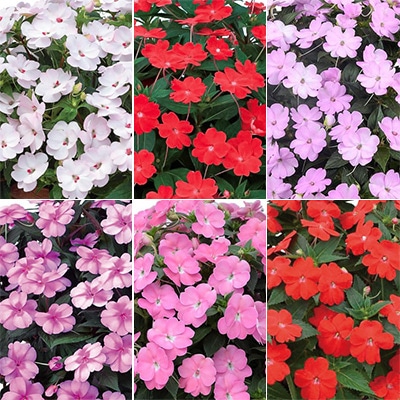 サンパチェンス（R） 厳選6種Aセット