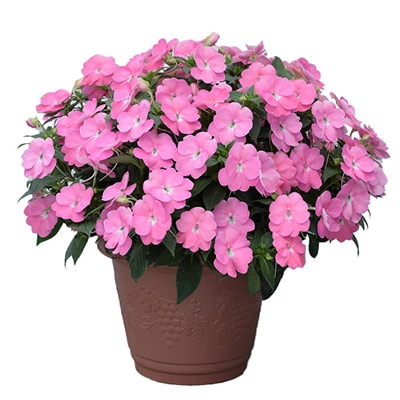 サンパチェンス（R）プリティピンク