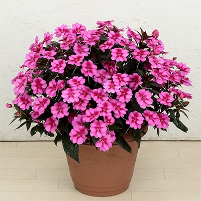 サンパチェンス（R）パープルキャンディー