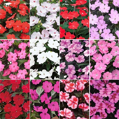 サンパチェンス（R） オールスター 12種セット