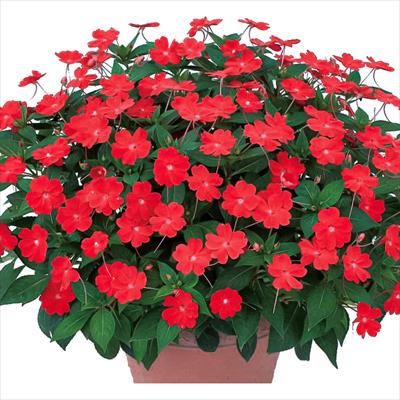 サンパチェンス（R）スカーレット