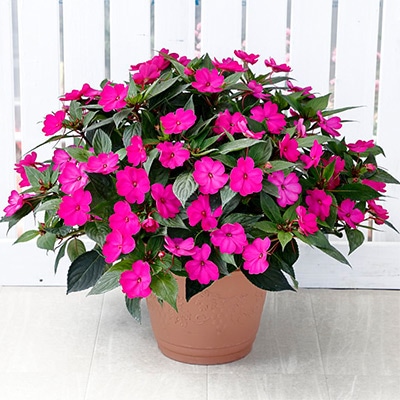 サンパチェンス（R）パープル(ver.2)