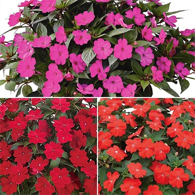 サンパチェンス（R）ビビッドカラー