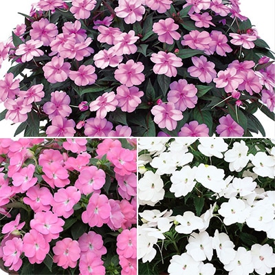 サンパチェンス（R）涼やか 3種セット