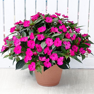 サンパチェンス（R） パープル （ver.2）