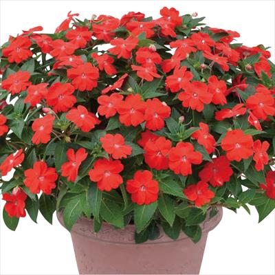 サンパチェンス（R） オレンジ