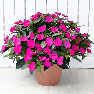 サンパチェンス（R）パープル(ver.2)