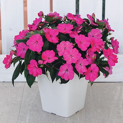 サンパティオ（R） ローズピンク