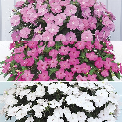 サンパチェンス（R） キュートカラー 3種セット