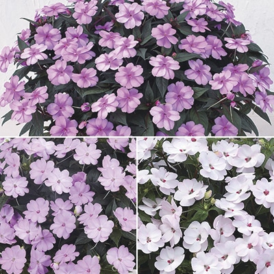 サンパチェンス（R） ニュアンスカラー 3種セット