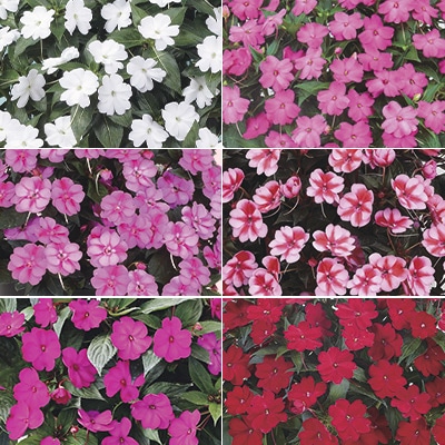 サンパチェンス（R） 厳選6種Bセット