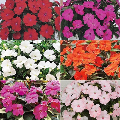 サンパティオ（R） オールスター 6種セット