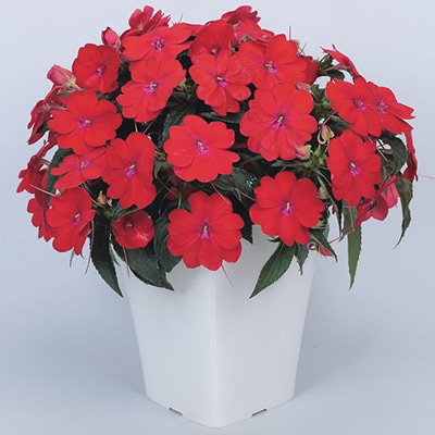 サンパティオ（R） スカーレット