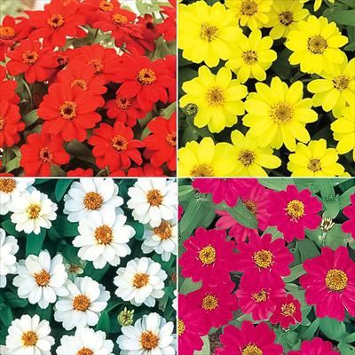 セルトップ(R)苗 5月お届け ジニア（百日草） プロフュージョン 一重咲き 4種セット