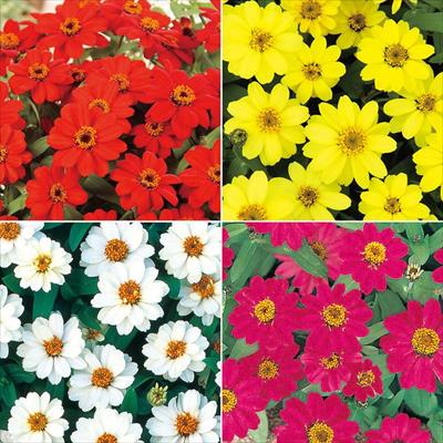 連結パック苗 6月お届け ジニア（百日草） プロフュージョン 一重咲き 4種セット