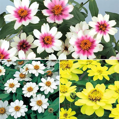 ジフィーセブンC苗 ジニア プロフュージョン 人気の3種セット