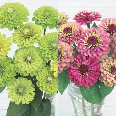 セルトップ(R)苗 5月お届け ジニア（百日草） クイーン 2種セット