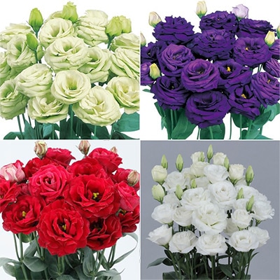 セルトップ（R）苗 トルコギキョウ ロジーナ（R）4種セット