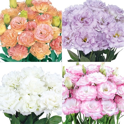 セルトップ（R）苗 トルコギキョウ 高級八重咲き4種セット