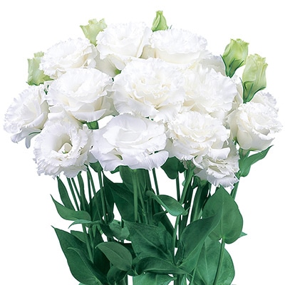 トルコギキョウ マリア ホワイト