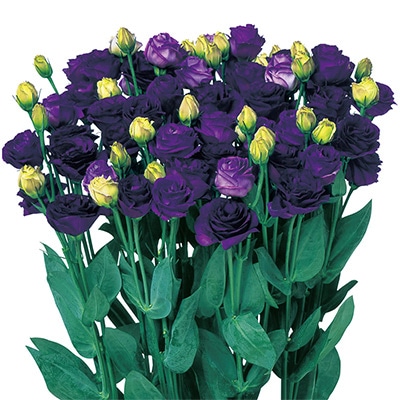 トルコギキョウ フルフル(R) バイオレット