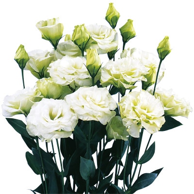 トルコギキョウ ロベラ グリーン