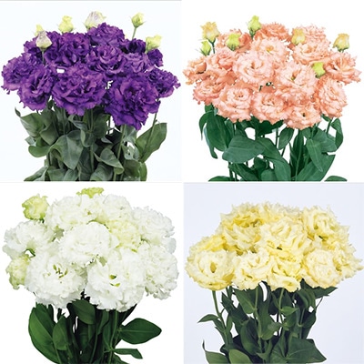 セルトップ（R）苗 トルコギキョウ ボヤージュ（R）4種セット