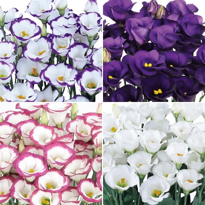 トルコギキョウ 無花粉一重咲き ソロ（R）PF 4種セット