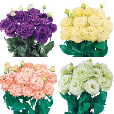 トルコギキョウ 大輪八重フリンジ咲き ボヤージュ(R) （2型）大苗 4種セット